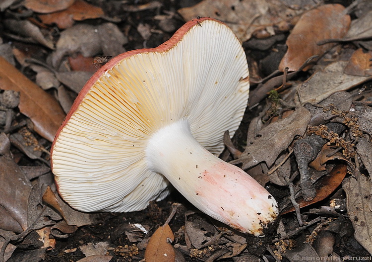 Russula dalla lecceta